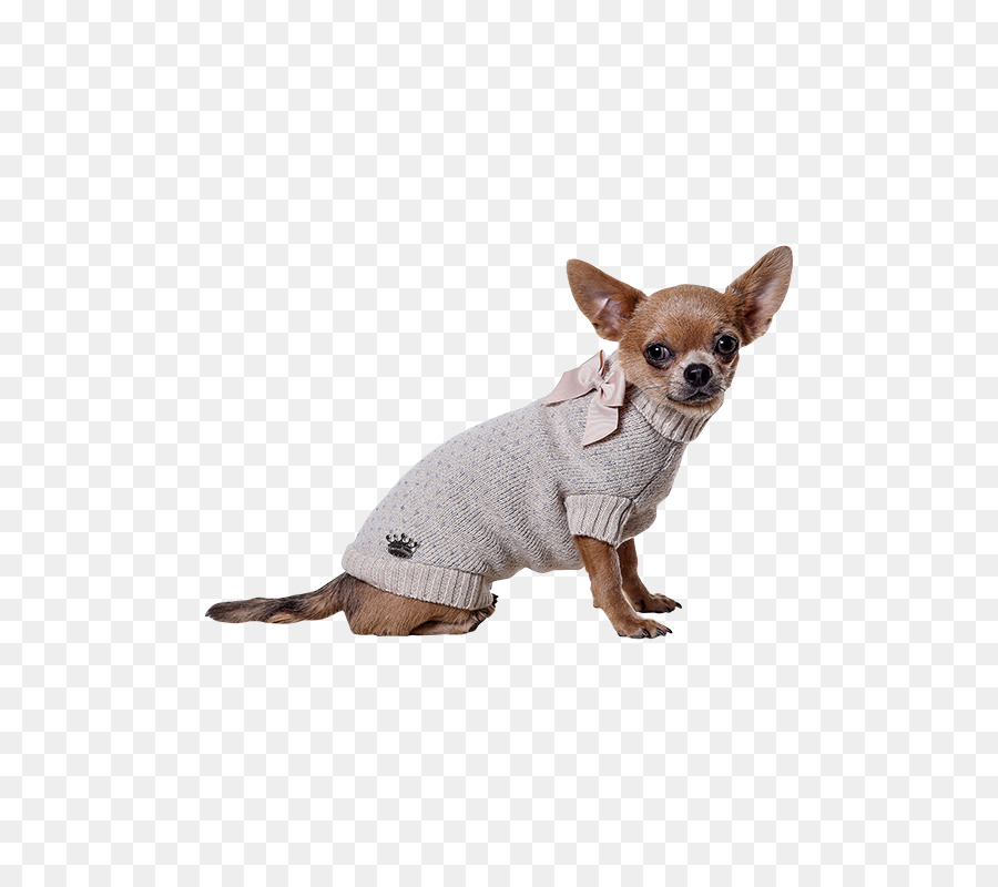 Petit Chien En Pull，Chihuahua PNG