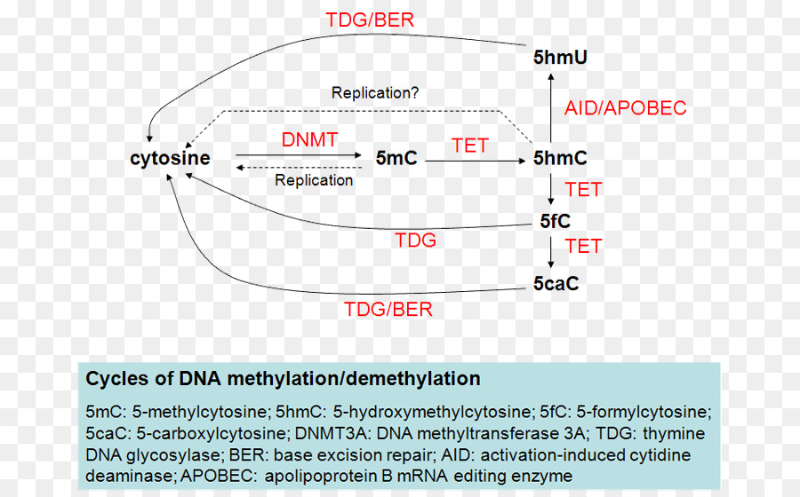 Tet Méthylcytosine Dioxygénase 2，Tet Méthylcytosine Dioxygénase 1 PNG