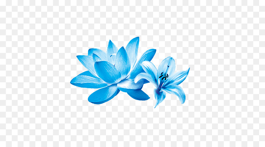 Fleur De Lotus，Floraison PNG