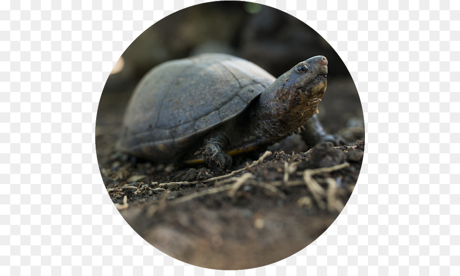 Tortues Boîtes，Tortue PNG