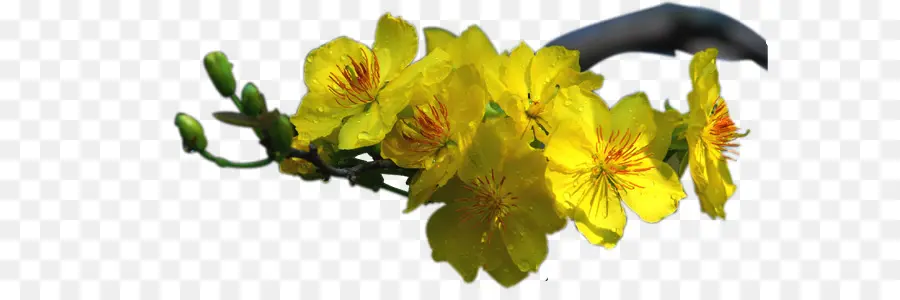 Fleurs Jaunes，Fleurir PNG