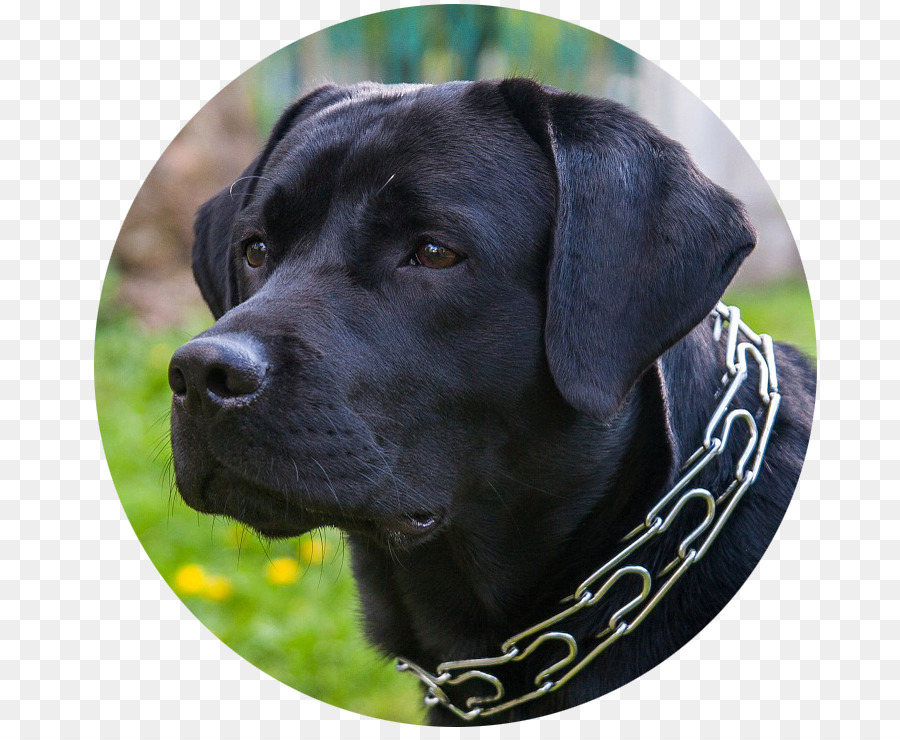 Le Labrador Retriever，Husky Sibérien PNG