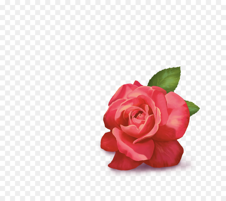 Les Roses De Jardin，La Floraison De Thé PNG