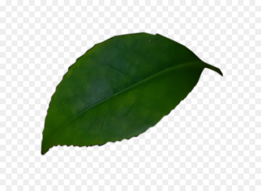 Feuille，Vert PNG