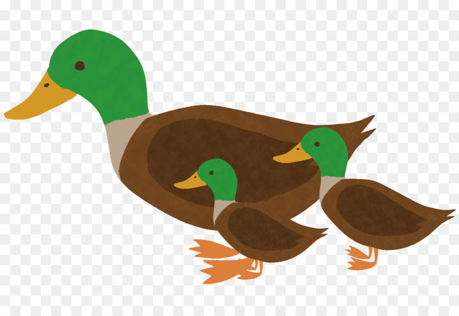 Mallard，Canard PNG