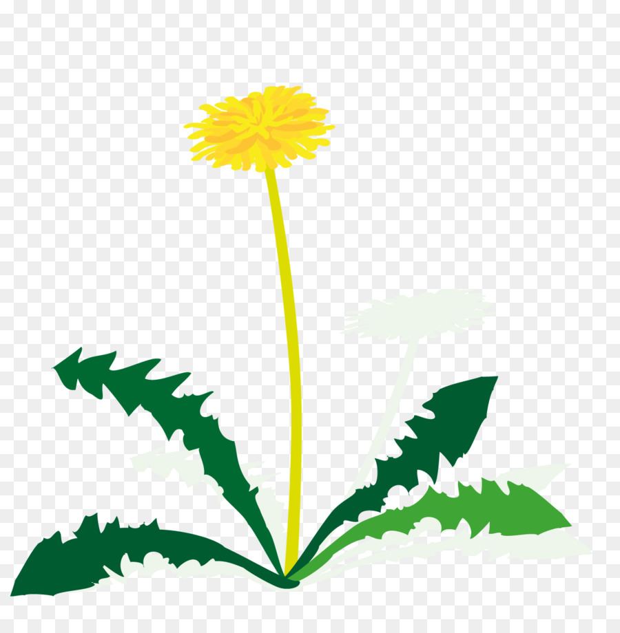 Pissenlit，Fleur PNG