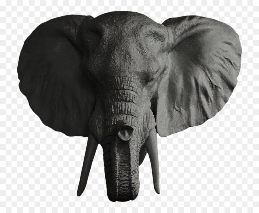 L éléphant D Afrique，Elephantidae PNG