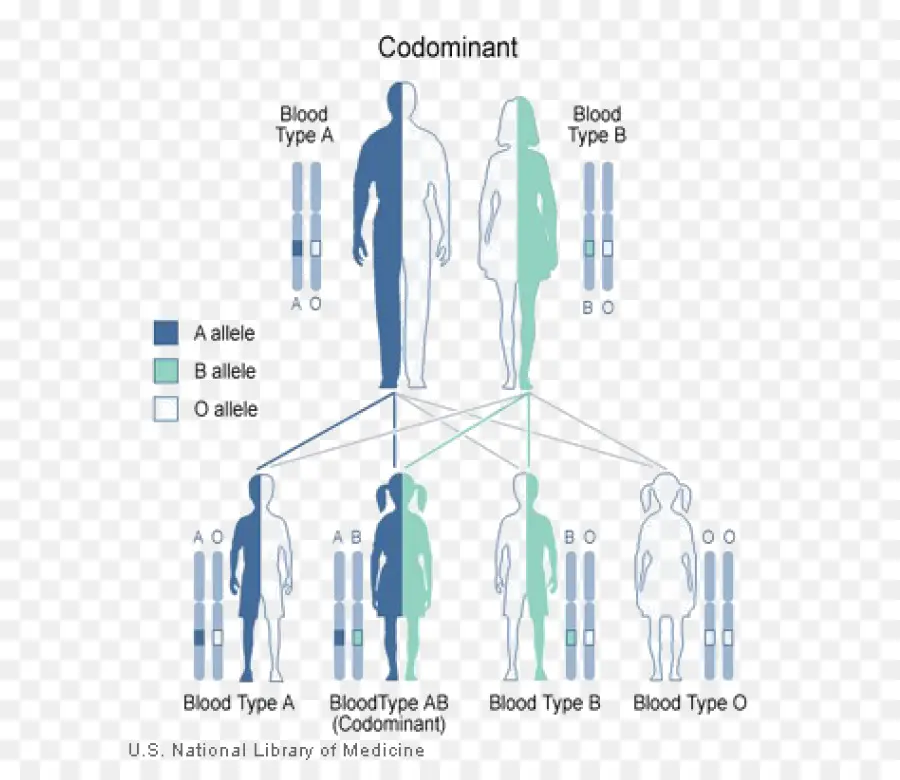 Groupes Sanguins Codominants，Groupe Sanguin PNG