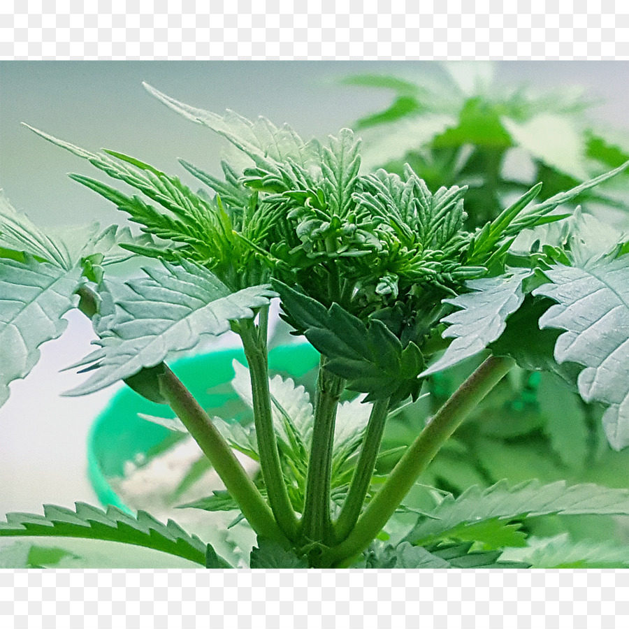 Chanvre，Cannabis PNG