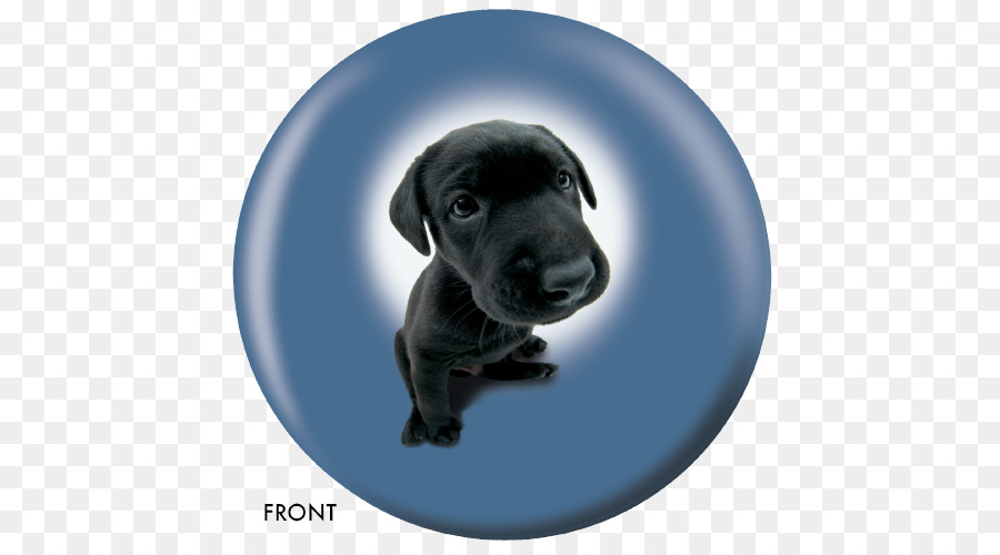 Le Labrador Retriever，Chiot PNG