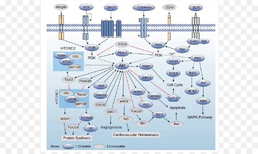 Diagramme De La Voie Biologique，Biologie PNG