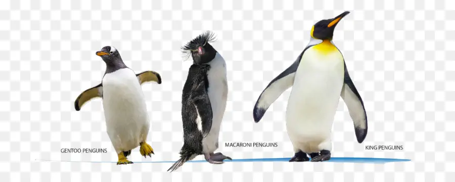 King Pingouin，La Géographie De La Réussite PNG