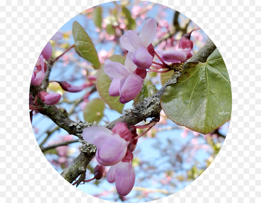 Lilas，Pétale PNG