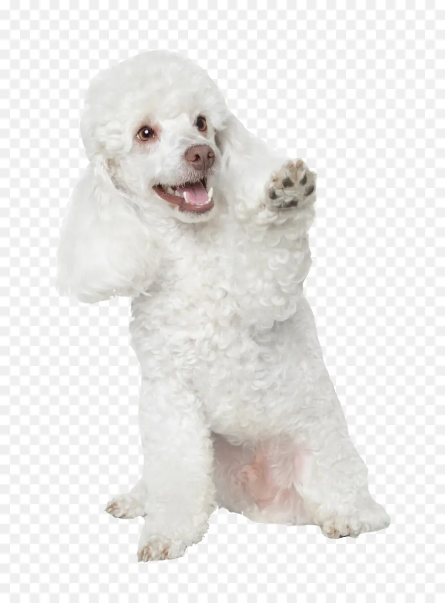 Caniche Blanc，Mignon PNG