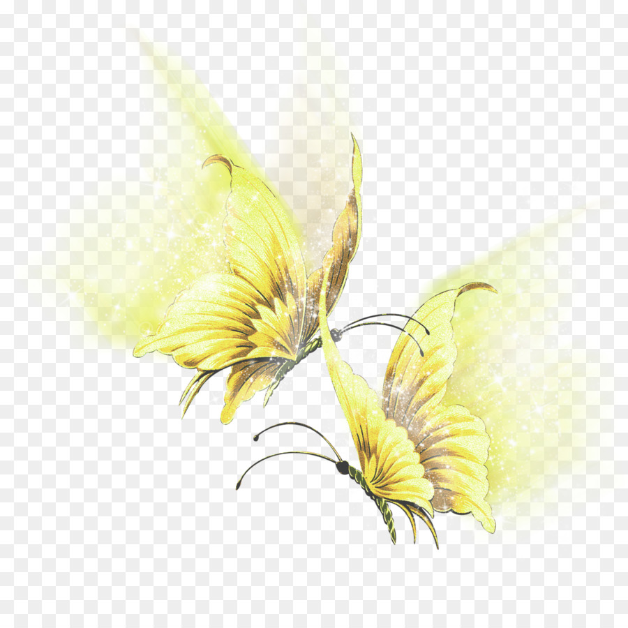 Papillons Oranges，Ailes PNG