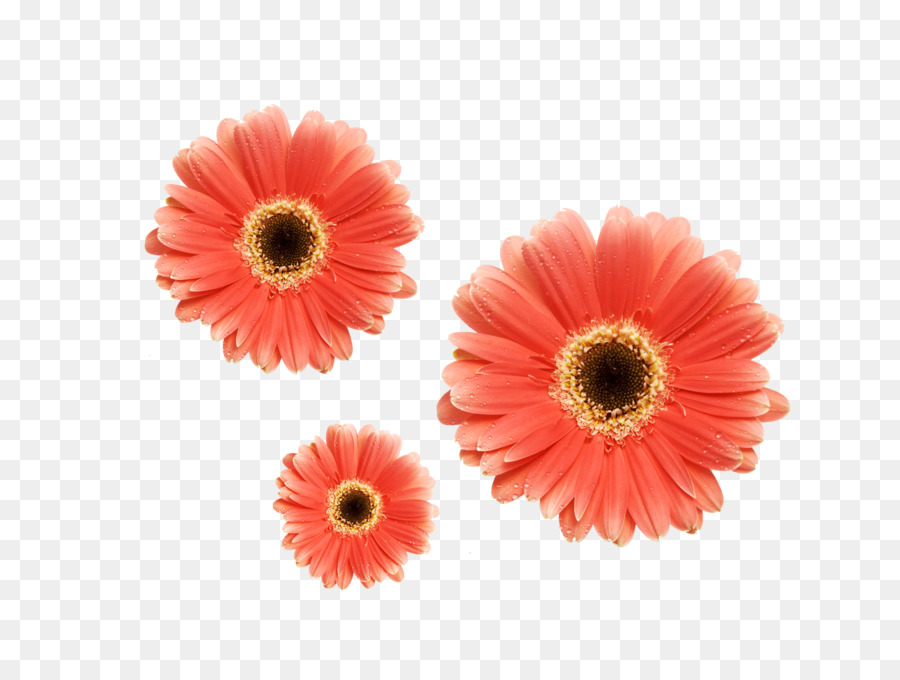 Fleurs，Fleurir PNG