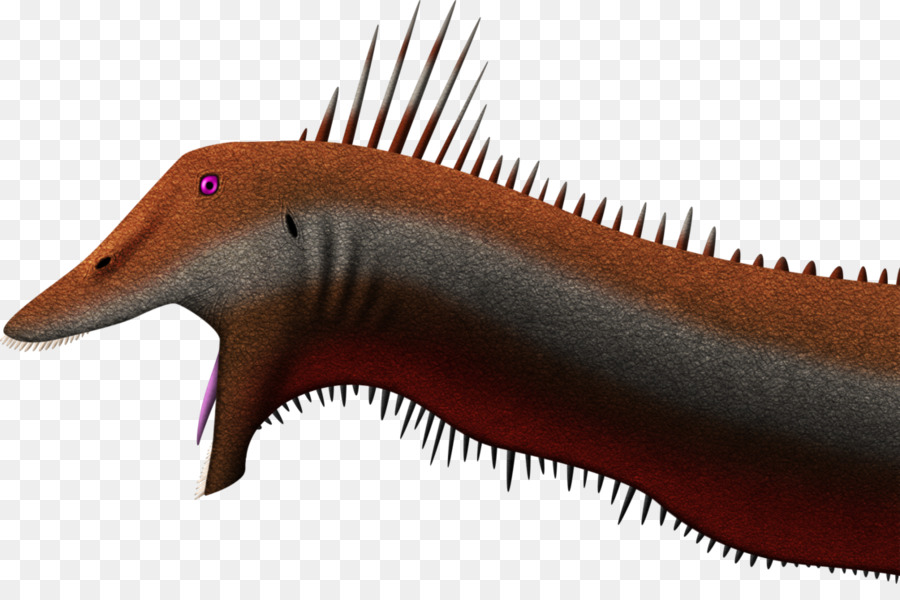 Kimméridgien，Kaatedocus Siberi PNG