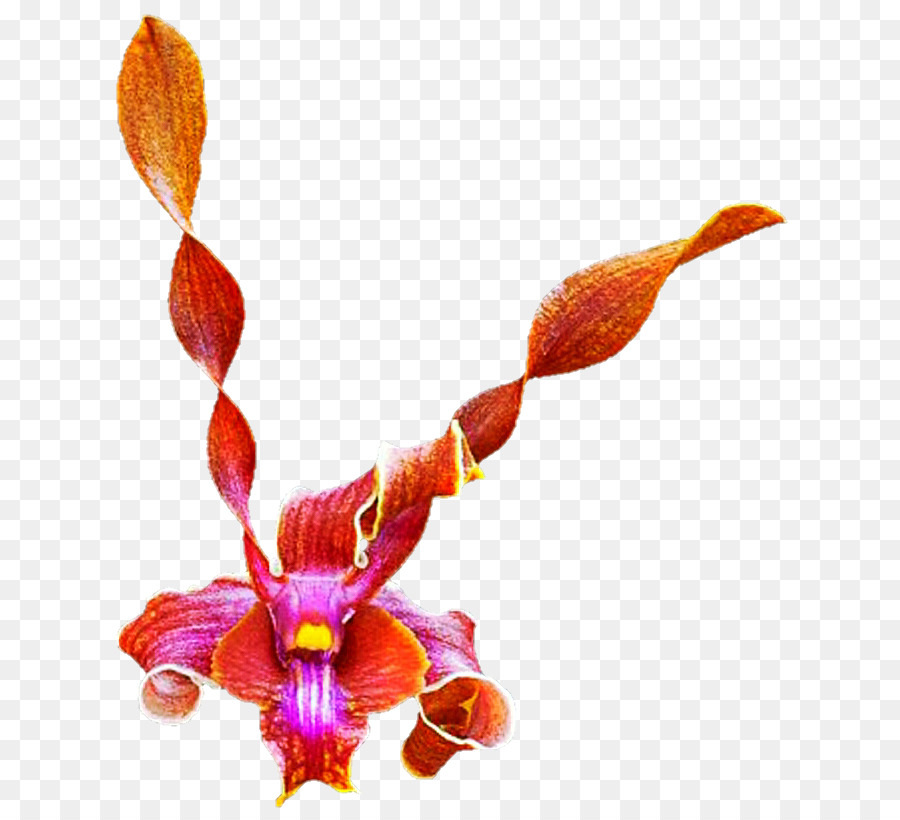 Teigne Des Orchidées，Tige De La Plante PNG