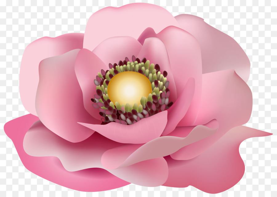 Rose，Design Floral PNG