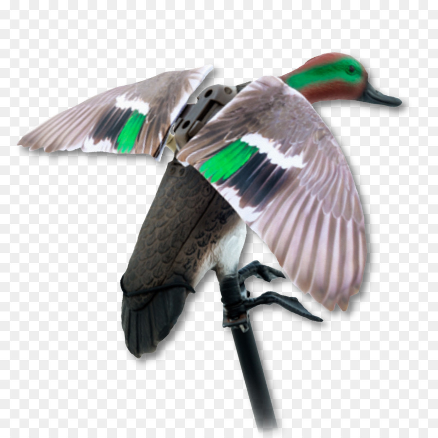 Mallard，Oie PNG