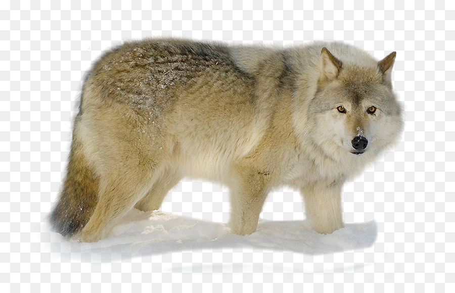 La Toundra De L Alaska Loup，Coyote PNG