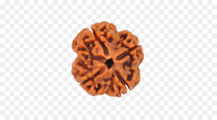 Rudraksha，L Inde PNG