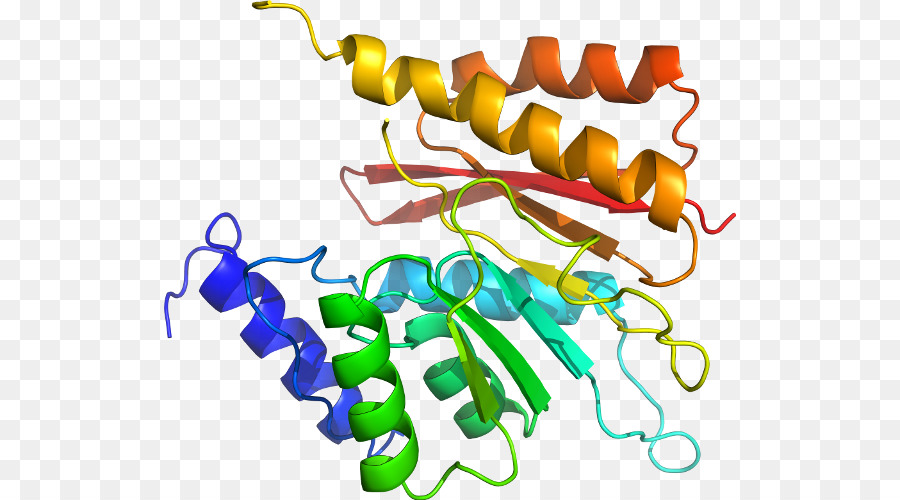 Structure Des Protéines，Molécule PNG