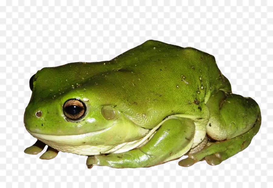 American Bullfrog，Grenouille PNG