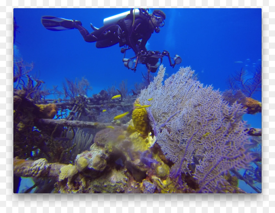 Le Récif De Corail，Les Coraux Durs PNG