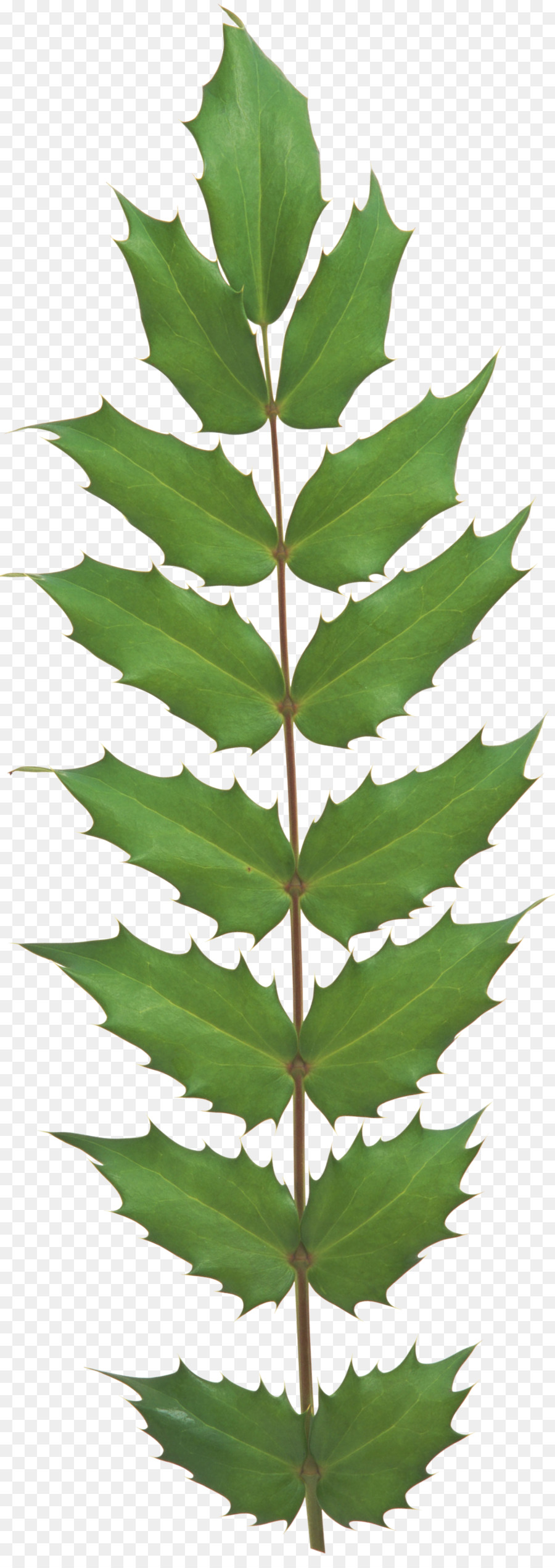 Feuille，Evergreen PNG
