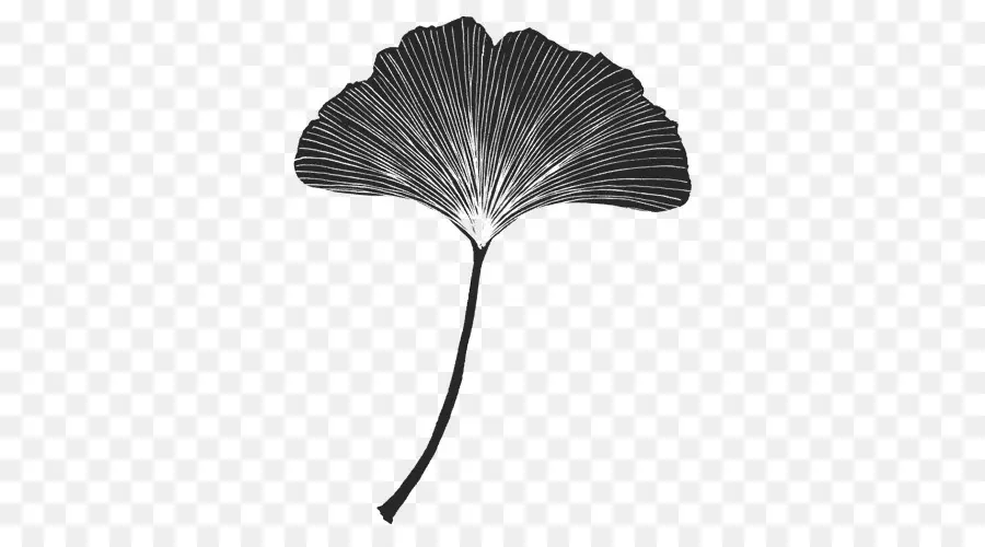 Feuille De Ginkgo，Usine PNG