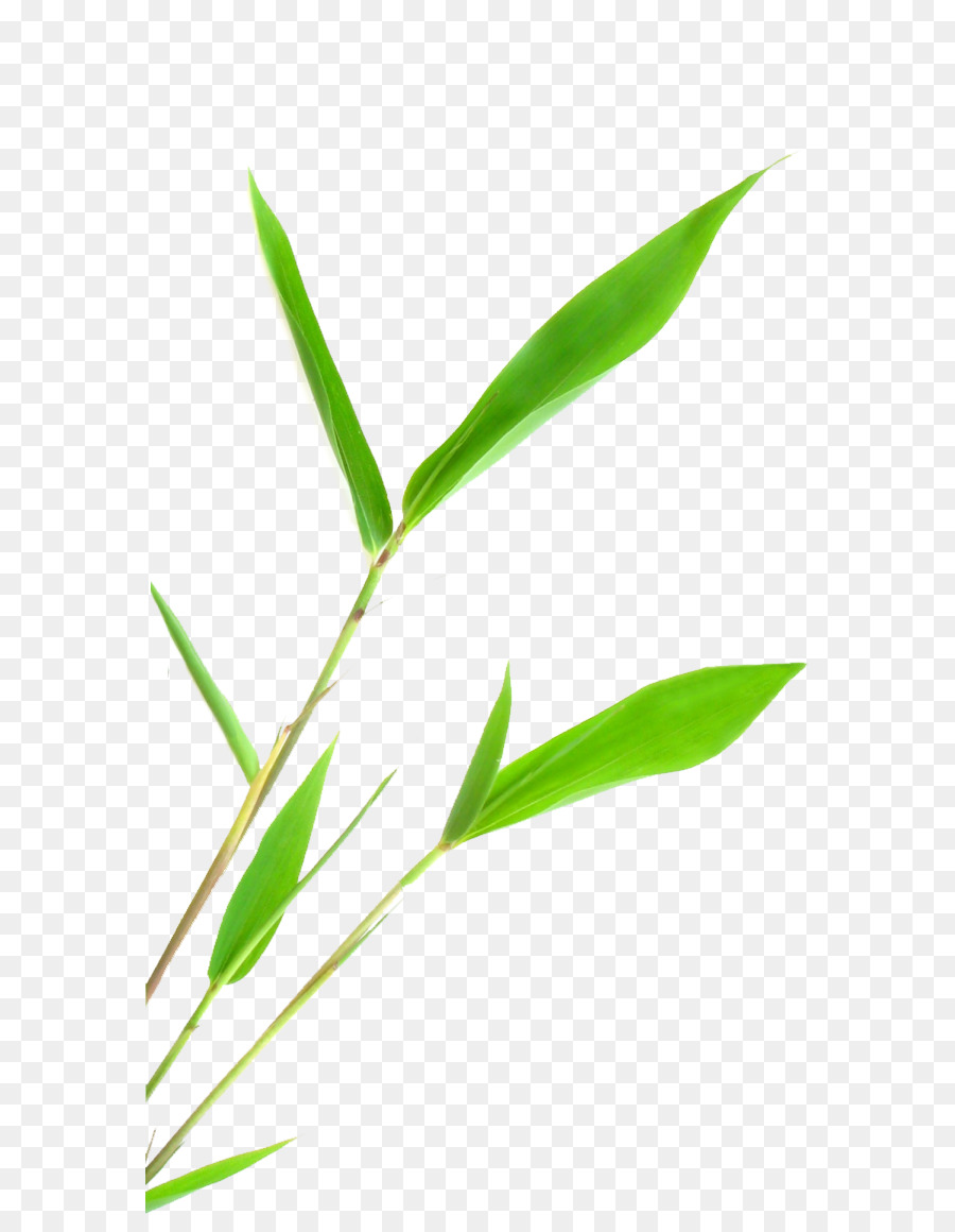 Feuille，Vert PNG