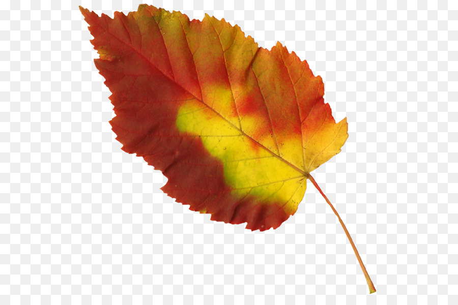 Feuille，Automne PNG