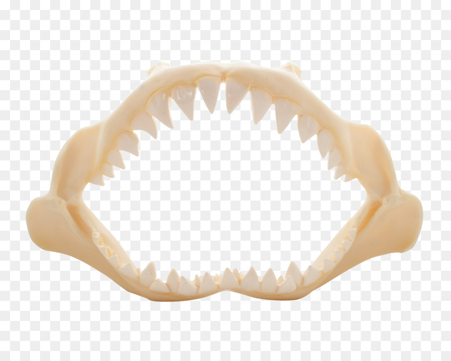 Mâchoire De Requin，Dents PNG