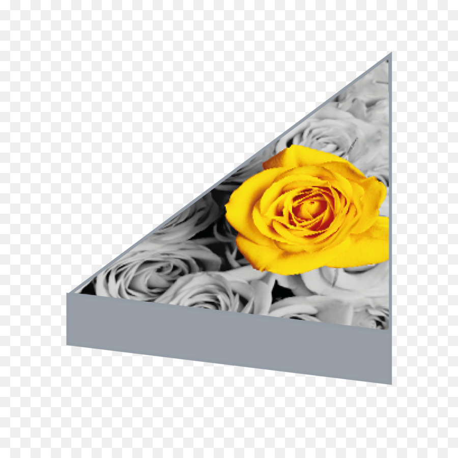 Design Floral，Rectangle PNG