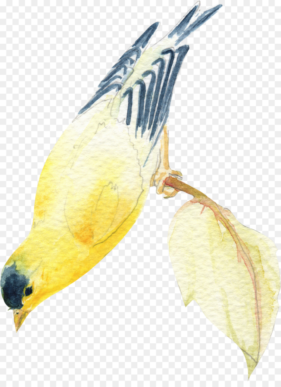 Oiseau Jaune，Feuille PNG