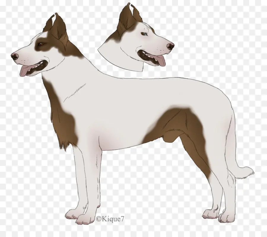 Chien à Deux Têtes，Chien PNG