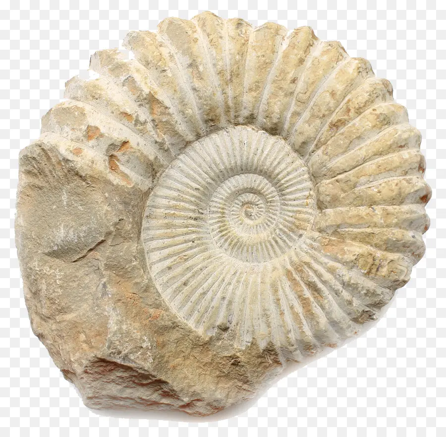 Ammonites，Fossile PNG