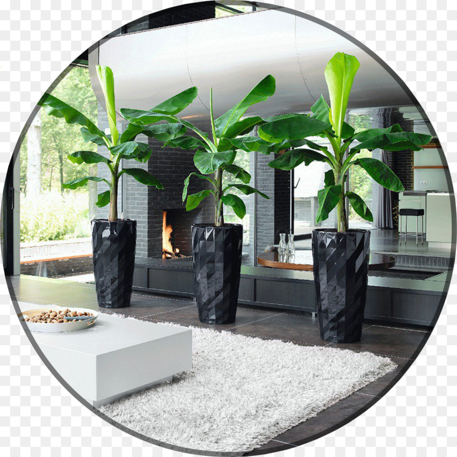 Plante D Intérieur，Dwarf Cavendish Banane PNG