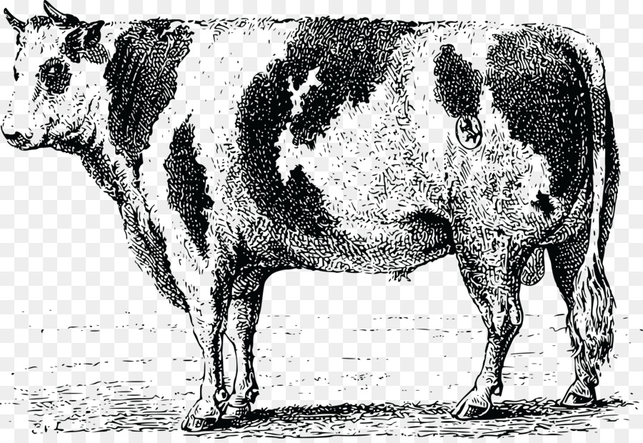 Vache，Bétail PNG