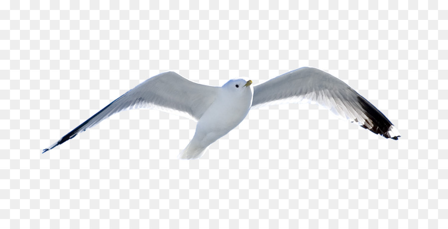 Mouette，Vol PNG