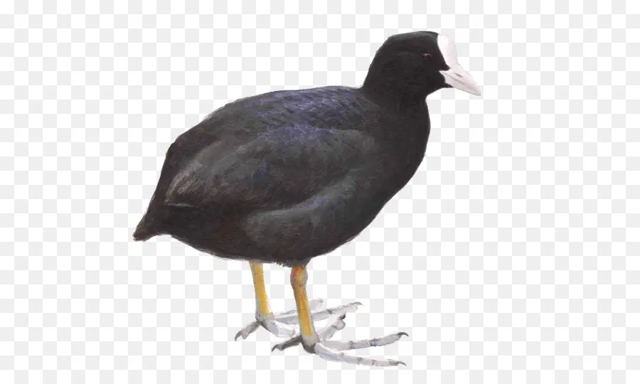 Oiseau Noir，Animal PNG