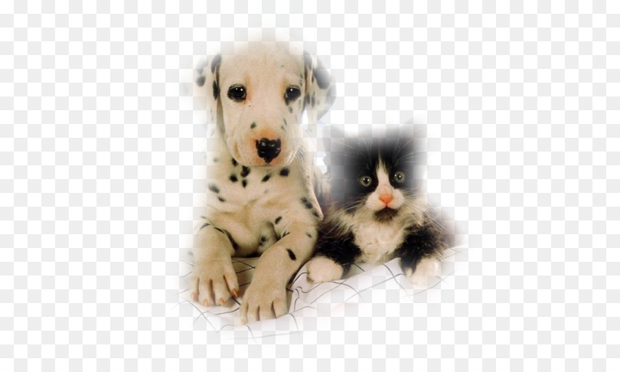 Chaton，Chiot PNG