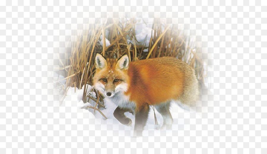 Renard Rouge，Kit De Renard PNG