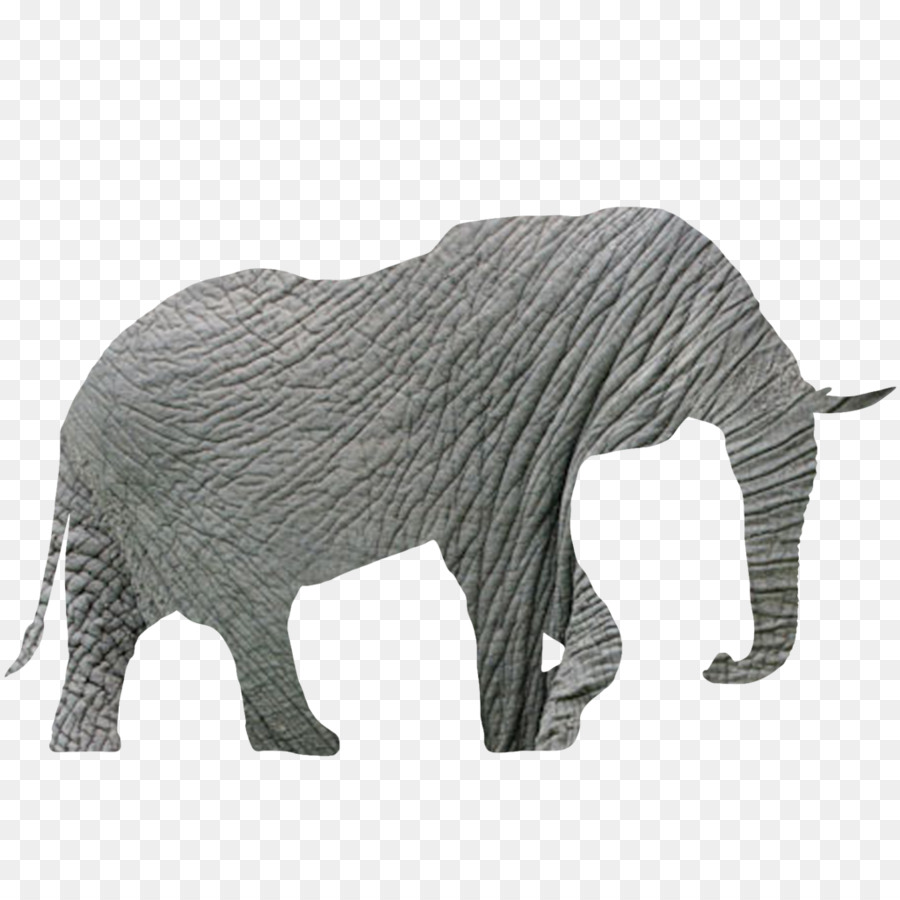 Autocollant Mural，Elephantidae PNG