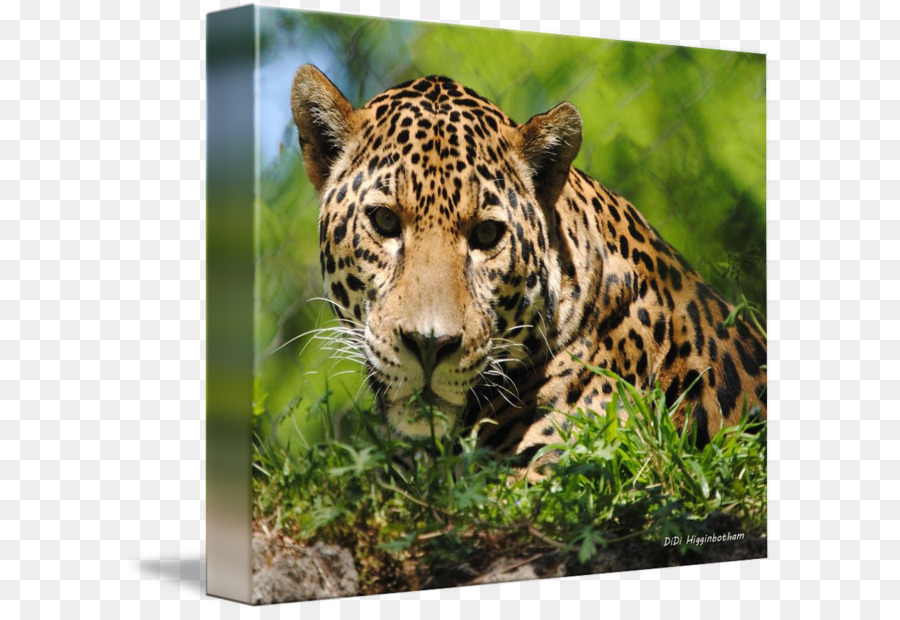 Leopard，Jaguar PNG