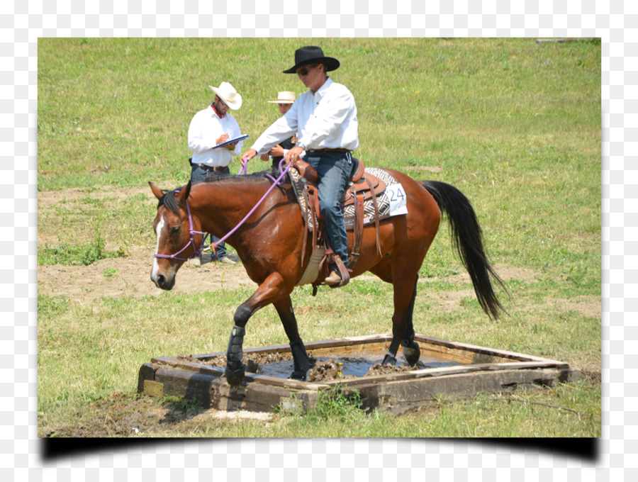 Siège De Chasse，Bride PNG