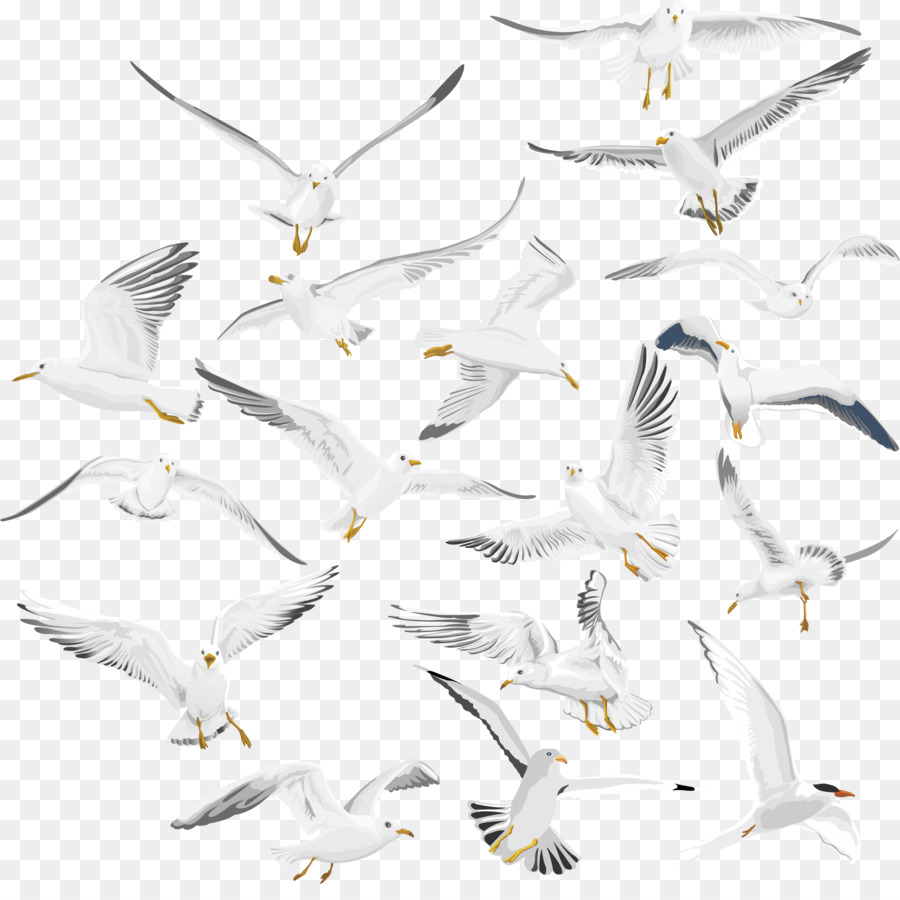 Mouettes，Vol PNG