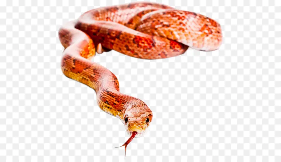 Serpent Rouge，Reptile PNG