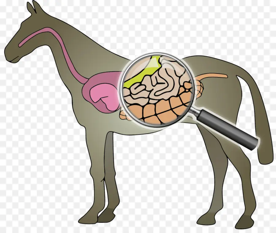 Cheval，Intestin PNG